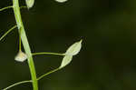 Roadside pennycress 